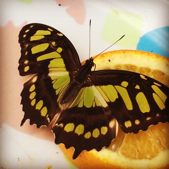 🦋Meet your Posher, Irene🦋 - Picture 3 of 4